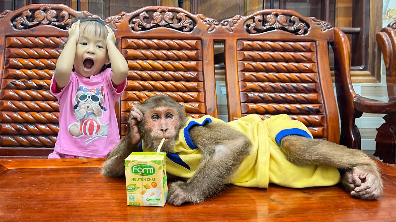 Monkey yen youtube hotsell