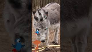 #Shorts | StoryZoo | Learn About Animals - Donkey | Educational Videos Kids | #storyzoo