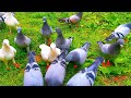 Послушные почтовые спартивные голуби /Кормление/ Obedient Sports Pigeons /Feeding/