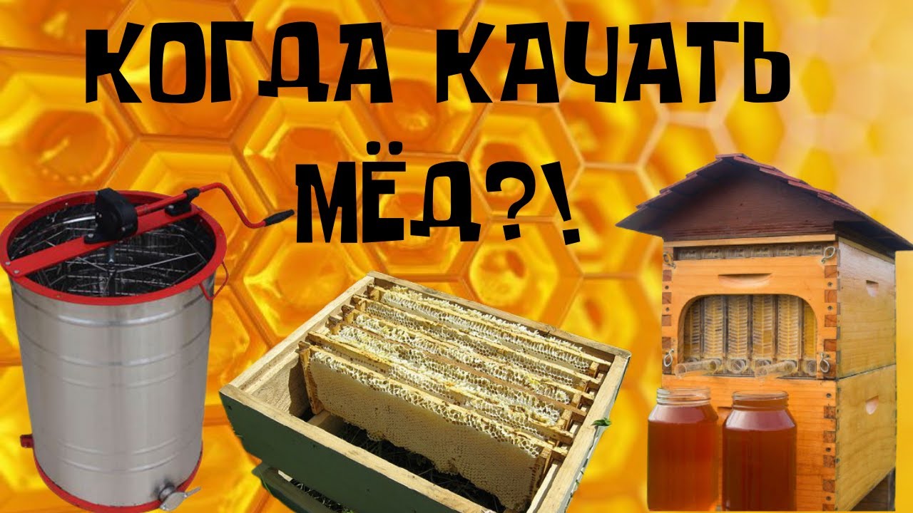 Nandrodec 500 ������: ����.