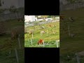 sorgame endralum ramarajan tamil song #shortsfeed #shorts #naturelove #animals #cowgrazing