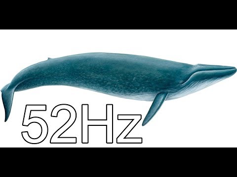 Video: Kas Ir Lielākais Zīdītājs