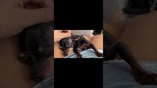 Tiny Flower Petal  | Adorable Mini Dog Pinscher Zero