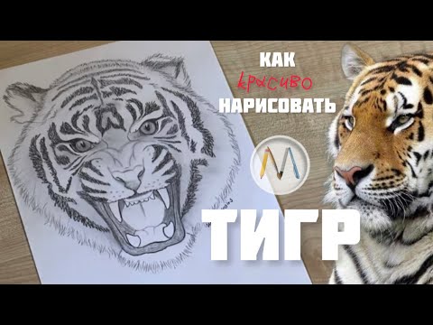 Как нарисовать АМУРСКОГО ТИГРА / Amur tiger drawing