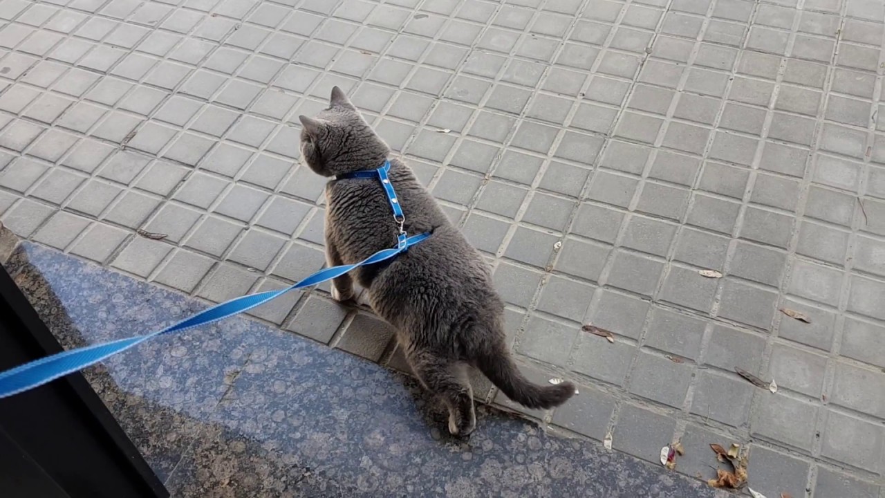 Кошка хочет гулять. Поводок для кота. Кошка гуляет на поводке. Кот британец на поводке. Выгуливание кота на поводке.