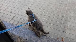 Британский кот выходит на улицу)