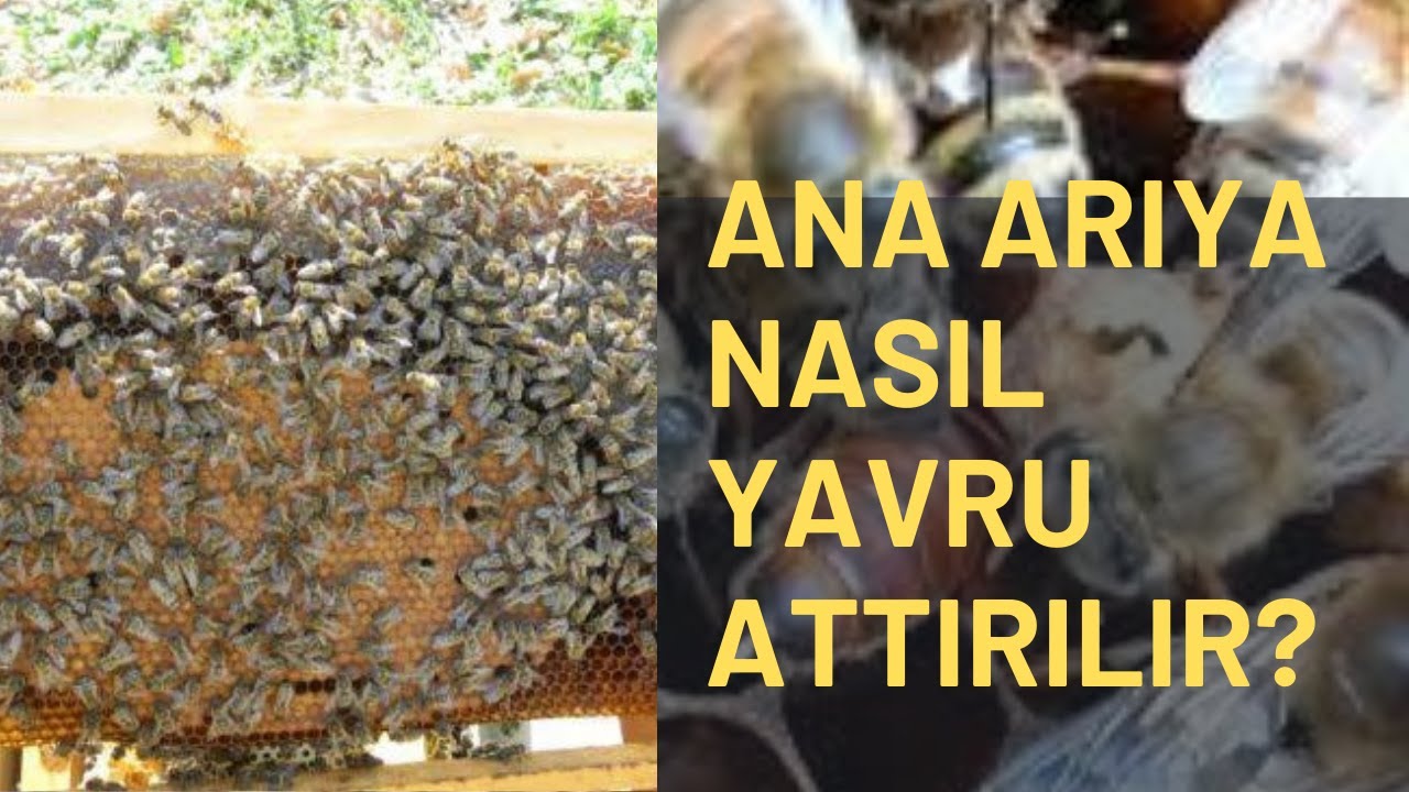Sonbahar da ana arıya yavru nasıl attırılır? #arı #arıcılık #bee #beekeeping #yavruatımı #sonbahar