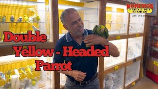 🦜 Double Yellow-Headed Parrot 🦜