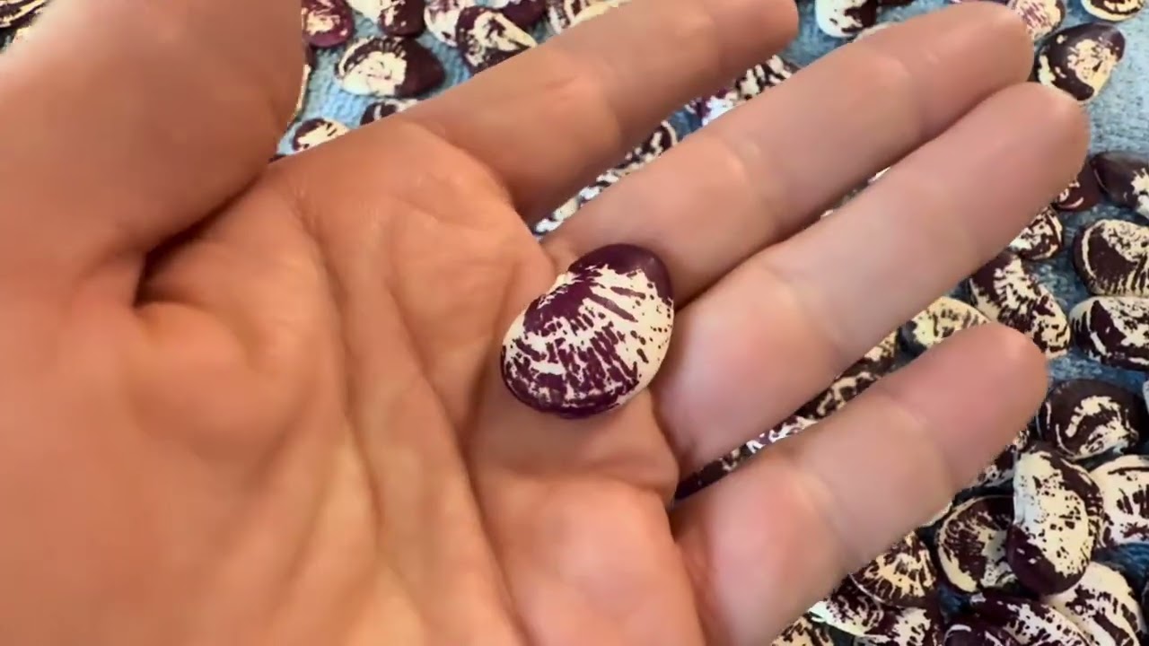 Как собирать лимскую фасоль