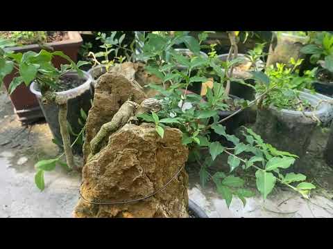 Video Toàn làm vườn | Cây hồng ngọc mai ký đá sau 1 thời gian - youtube
