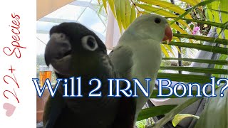 Q: Should I Get 2 IRN #parrots To Bond With Each Other? | #parrot_bliss #indianringneck by Parrot Bliss 282 views 4 weeks ago 6 minutes, 34 seconds