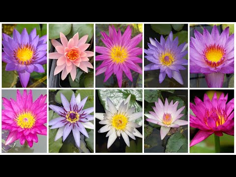 Video: Kaunti Tungkol Sa Mga Water Lily