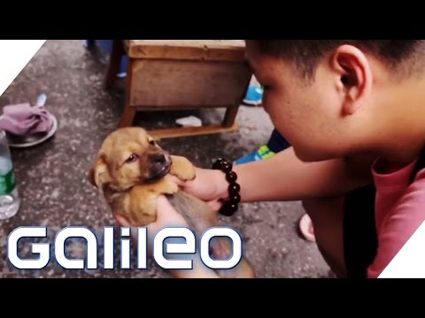 Vorurteilscheck China - Was ist dran an den Klischees | Galileo | ProSieben