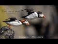 Wildlife Photography | Isle of May, Scotland - A Seabird Paradise