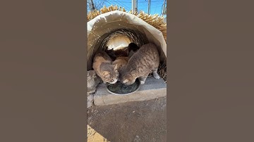 Catnip Chaos 😹🔥 Just Arrived! Who