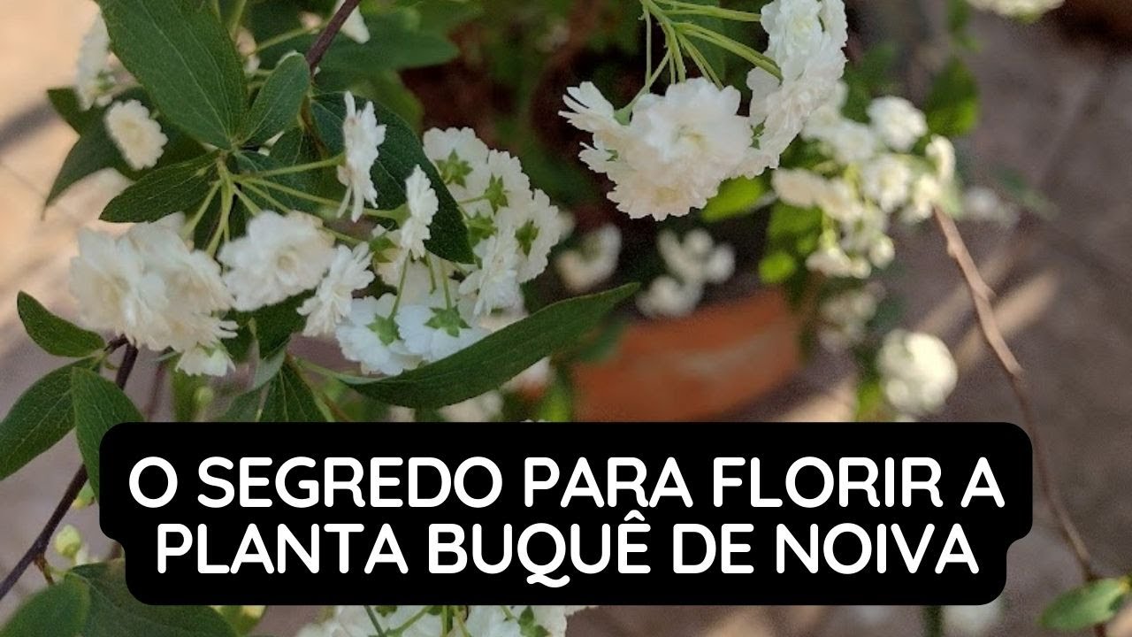 O Segredo Para Florir a Planta Buquê de Noiva - YouTube
