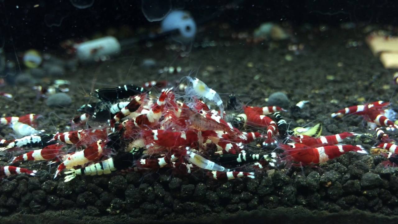 Wine Red and Black Pinto Shrimps