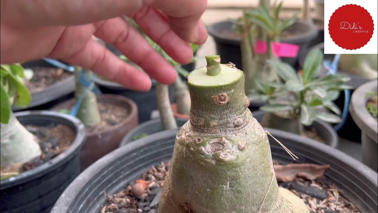 How to graft adenium / desert rose ？｜ 如何嫁接富贵花/沙漠玫瑰？ YouTube