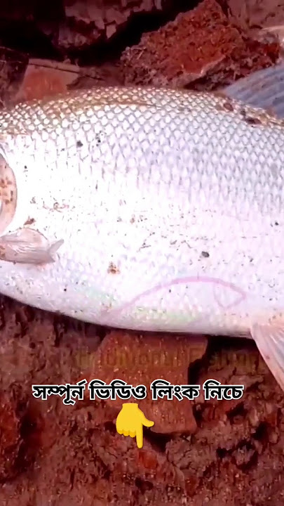 https://www.youtube.com/watch?v=yHmO9s9UEaE&t=20s #fishing #fishing #fish #tranding #hook_fishing