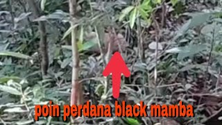 Berburu hama Babi hutan yanggong/nyeteleng.babi hutan kalimantan