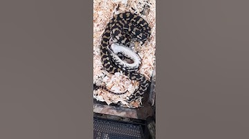 Jungle Python Swallowing a Mouse Whole Timelapse | Rep TV