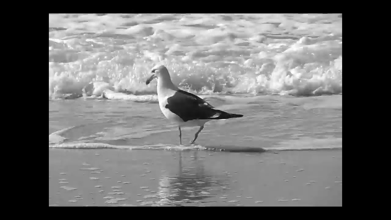 Watch La gavina - Marina Rosell - Lletres on YouTube Watch La gavina - Marina Rosell - Lletres on YouTube