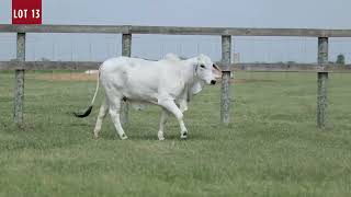 LOT 13 - ECC POLLED SALINA 796/3 (P)
