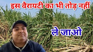 इस वैरायटी का भी तोड़ नहीं। Co 11082#manojrajput 