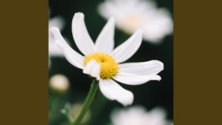 Download Lagu di antara tawa dan diam MP3