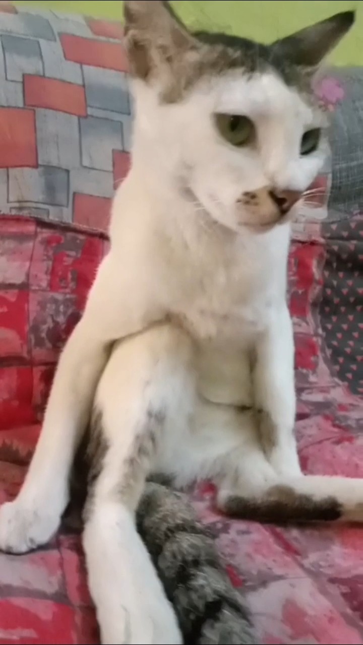 😂காமெடி வீடியோஸ்😂💞 - ShareChat