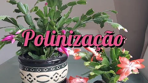 O que seria o pólen da planta?