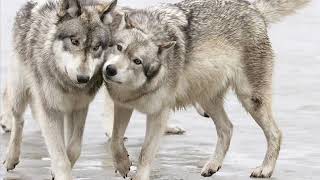 Мафик   Волк и волчица