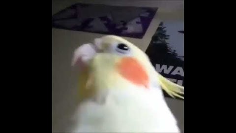 Bird sings the illuminati song (X-files theme song)