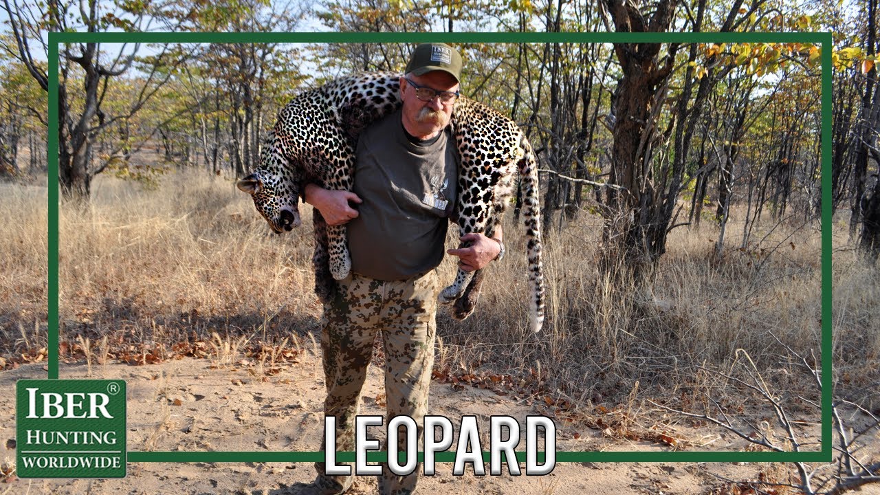 Leopard Hunting in Zambia Hunt in Africa YouTube