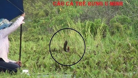 Cao thủ vào rừng câu cá trê rừng U MInh thật là quá đỉnh. Fishing in the forest with TV susu