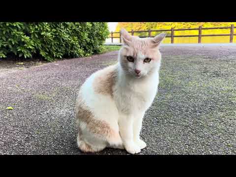 ミルクティー猫はかすかな声で鳴きます(福岡県春日市)2025.5.25(iPhone 16e 4K 60fps Dolby Vision 撮影)
