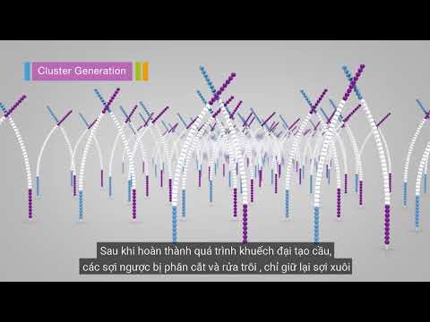 Biomedic | Illumina | Giải trình tự gen bằng Phương pháp Sinh tổng hợp