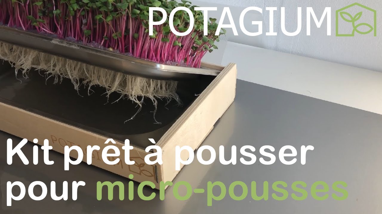 Culture de micro pousses de radis rose avec le kit Domus de POTAGIUM