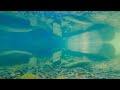 Relaxing underwater video of a mountain river. Sounds of flowing water with fish.