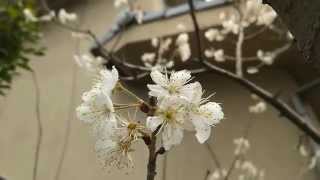 blossom cherry sakura japanese trees flowers