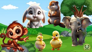 Cute Baby Monkeys, Familiar Animal Sounds: Monkey, Elephant, Rabbit, Chicken, Duck  Animal Videos