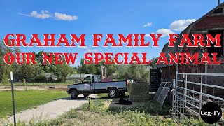 Graham Family Farm: Our New Special Animal