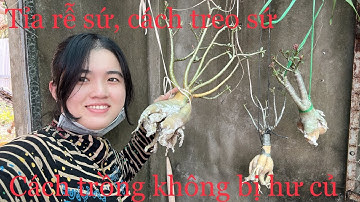 Tỉa rễ cây sứ mới mua, cách treo và trồng sứ không bị thối
