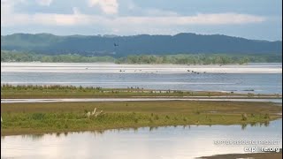 Mississippi River Flyway Cam. Turtles, Geese and young Eagles - explore.org 05-23-2021