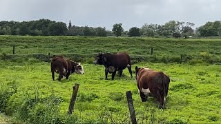 Changing of the Guard. Cows Milk Up in a Storm? Rainy Days. #farming #milkingcows  #herefordbulls screenshot 3