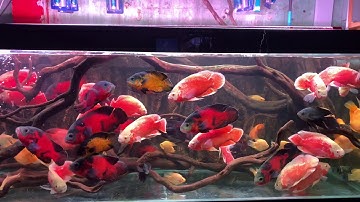 Đèn Led Đỏ Cá không Đỏ Nước