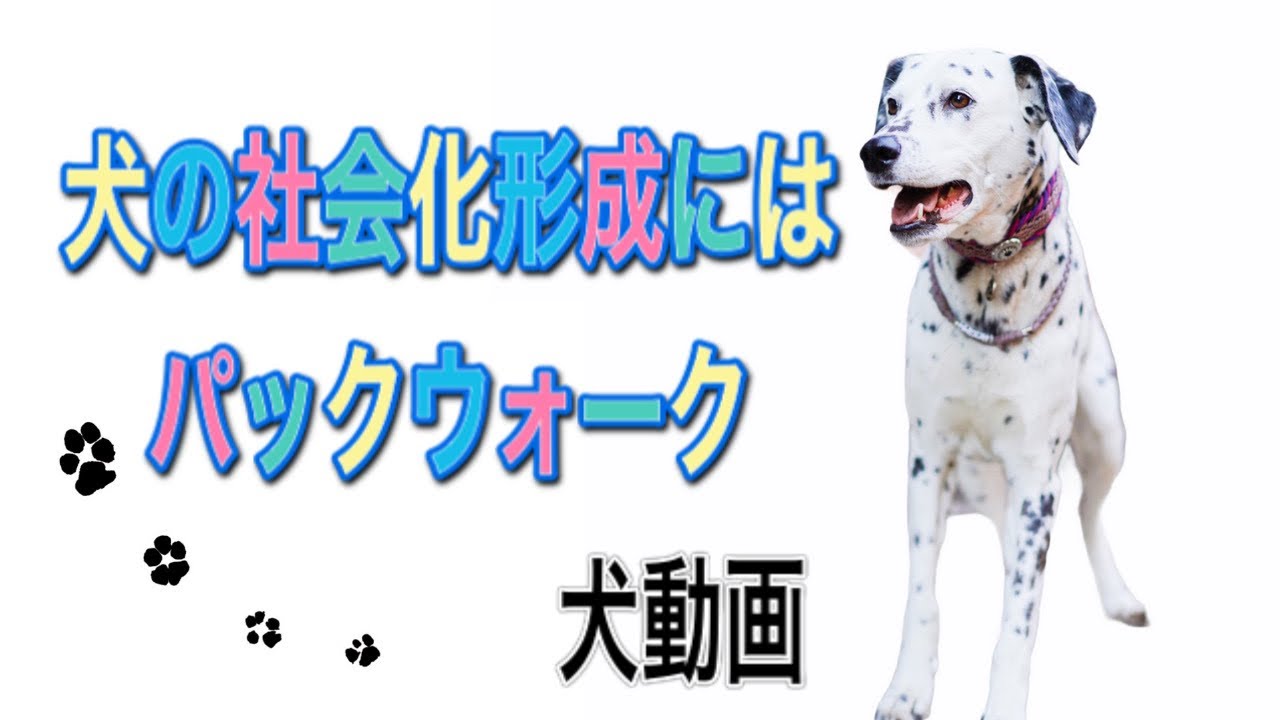 ドックケアコーディネーター協会主催のパックウォークイベントの一部を公開 Youtube