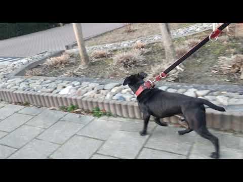 UPDATE PATTERDALE BSL ESTACADO 21 MNTHS POWERWALKING FELL TERRIERS