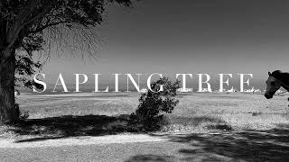 Sapling Tree Official Video