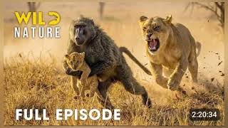 Win Or Die [ Full Episode ] I Deadliest Battle For Survival / Animal Documentry